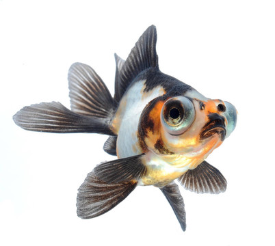 白金魚(yú)