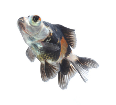 金魚寵物白色