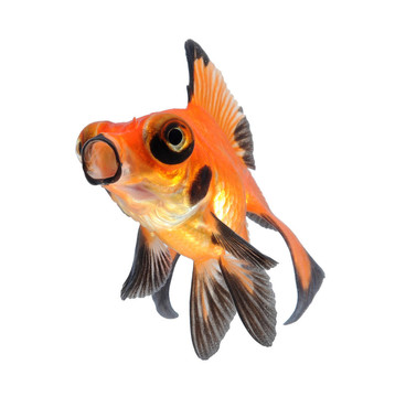 金魚寵物白色