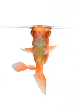 白色的舞者金魚