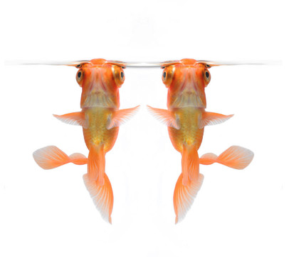 白色的舞者金魚