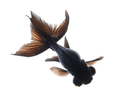 白金魚