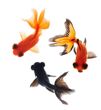 金魚寵物觀隔離