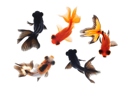 金魚寵物觀隔離
