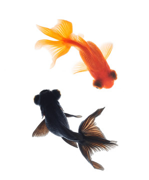 金魚(yú)寵物觀(guān)隔離