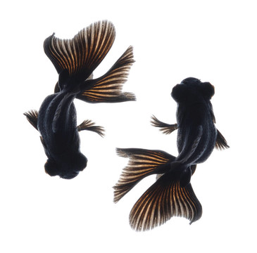 白金魚