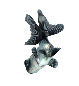 白金魚