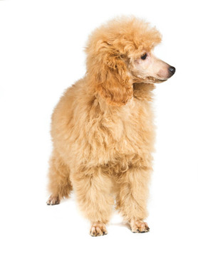 杏色貴賓犬的畫像在白色背景