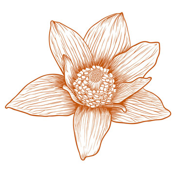 銀蓮花。