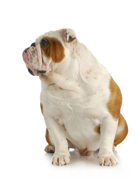 斗牛犬