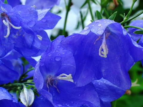 藍色的花