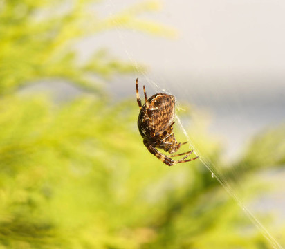Orb weaver的蜘蛛网上。