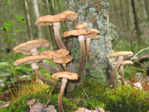 Mushroms在森林中。