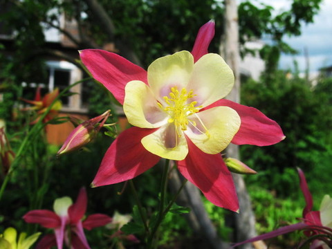 耬斗菜味素