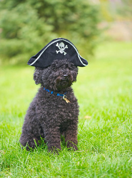 貴賓犬與海盜帽。