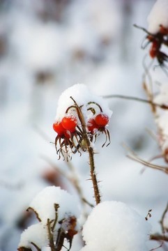 荊棘覆蓋著雪