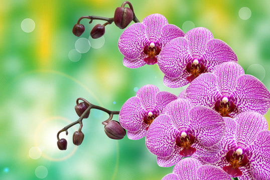 蘭花花的特寫