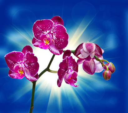 蘭花花的特寫