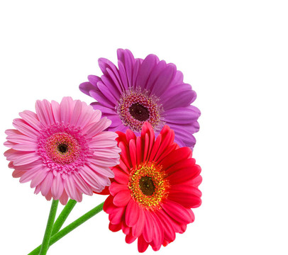 Gerber的花
