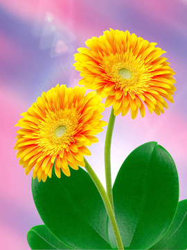Gerber的花