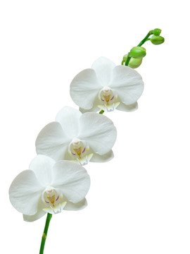 蘭花