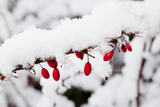 雪落在小檗屬漿果