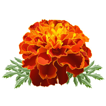 紅色的萬壽菊（萬壽菊）