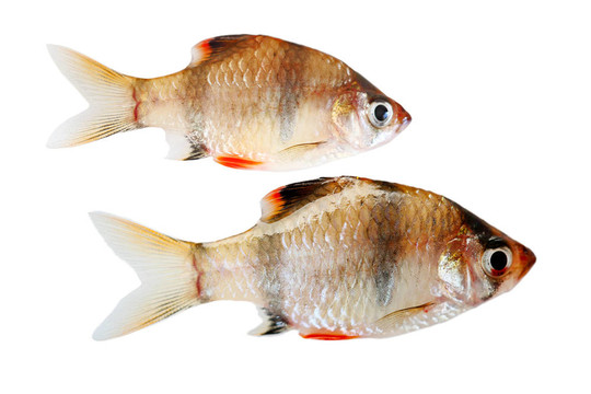 老虎魚