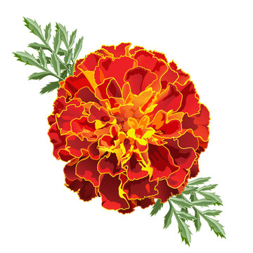 紅色的萬壽菊（萬壽菊）
