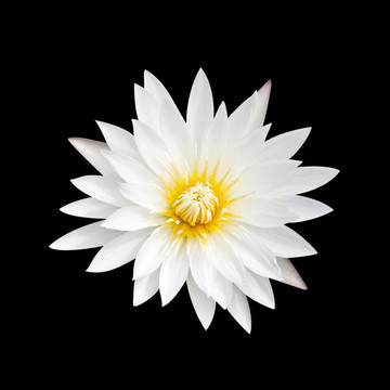 白蓮花