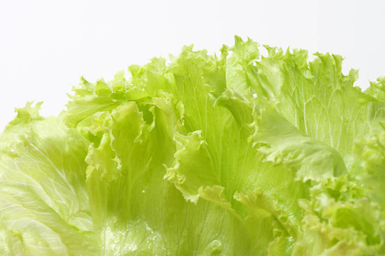 新鮮的生菜