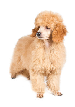杏色貴賓犬的畫像在白色背景