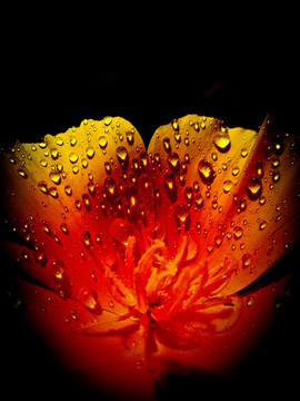 火焰花