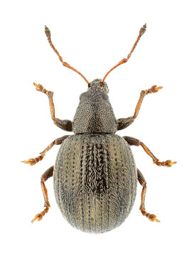 omias suberulus