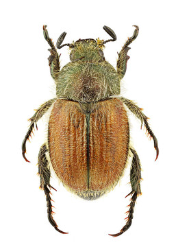 blitopertha lineolata