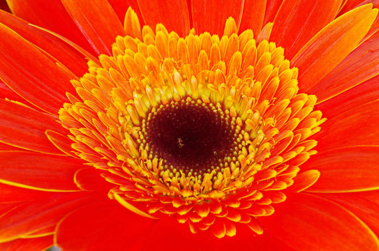 太陽(yáng)花