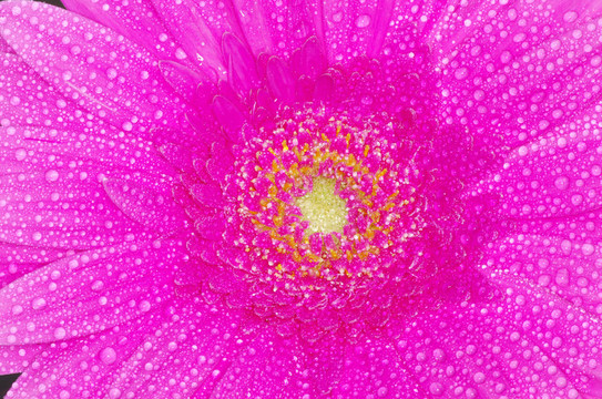 太陽花