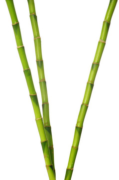 綠色的竹子