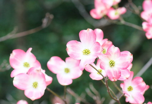 粉红色的山茱萸花在绿色的背景