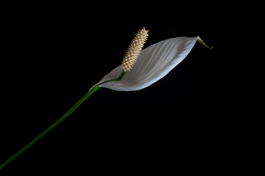 Madonna Lilly 18