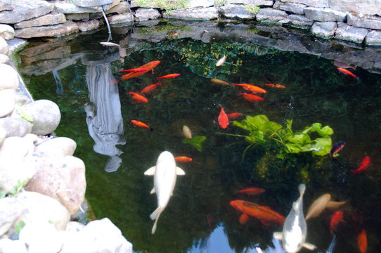 在池塘里饑餓的錦鯉魚