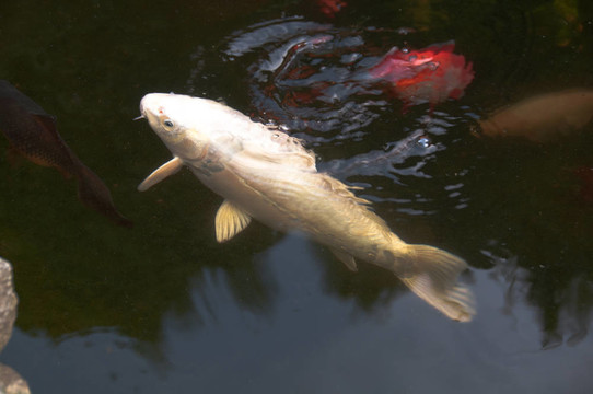 在池塘里饑餓的錦鯉魚(yú)