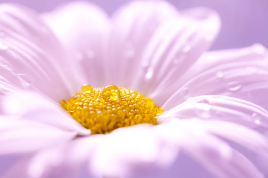 雛菊