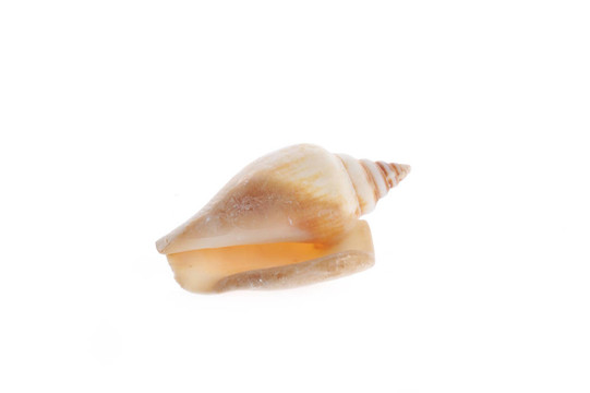海舟是白色的