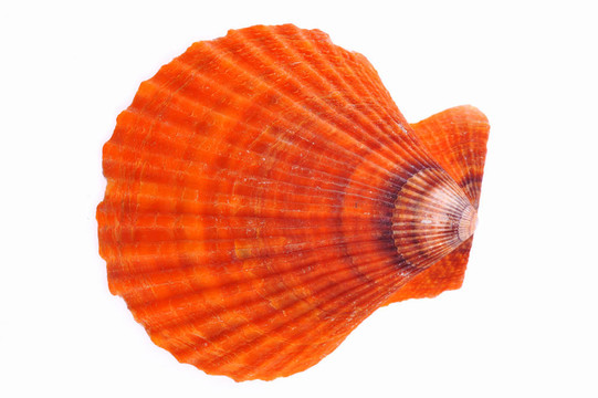 海舟