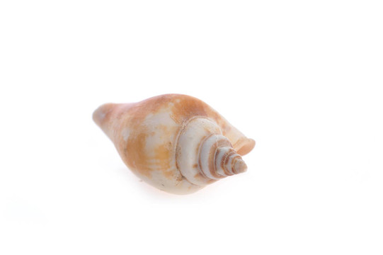 海舟是白色的