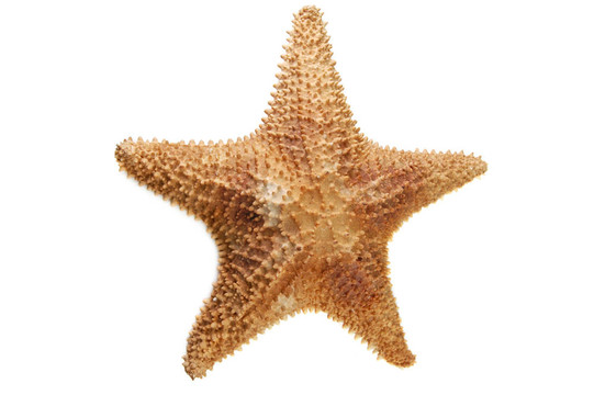 海星