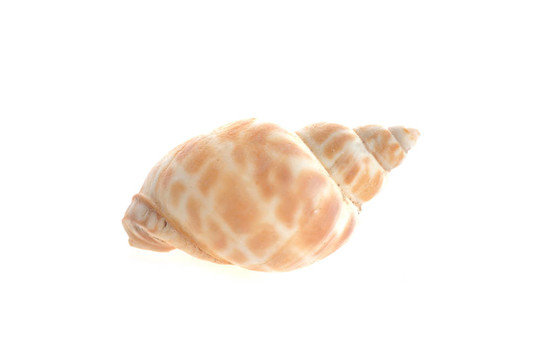 海舟是白色的