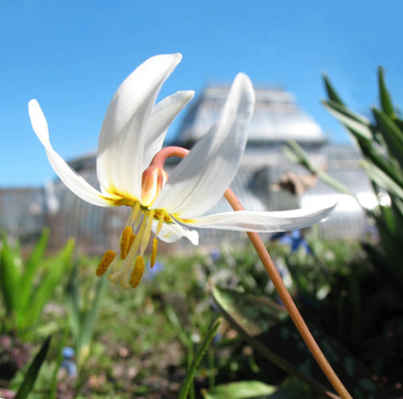 新疆豬牙花