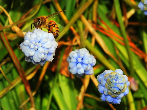 藍色的花蕾